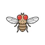 fly